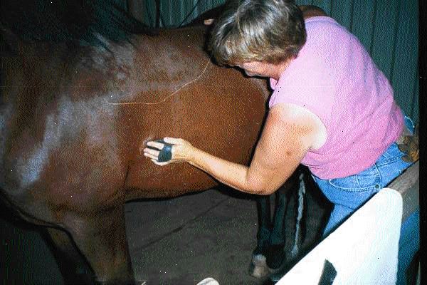 Sådan soignere en hest. Binde din hest med en grime og bly reb, ved hjælp af en hurtig release knude (dette kan ubunden med én hurtig træk i den løse ende, hvis noget skulle gå galt).