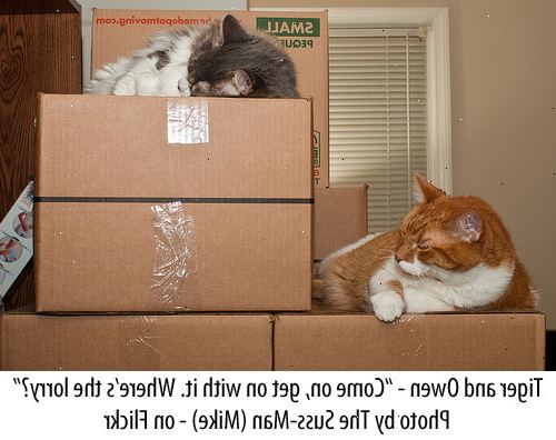 Hvordan at flytte med en kat. Begrænse din kat i et værelse, mens du får alt sorteret ud, fx pakning, møbler bevægelse mv.