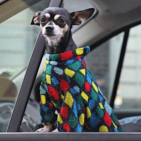 Hvordan at rejse med bil med din hund. Husk sikkerheden først, hvis du ikke har et stort vindue støvle i din bil, vil din hund er nødt til at rejse på et sæde.