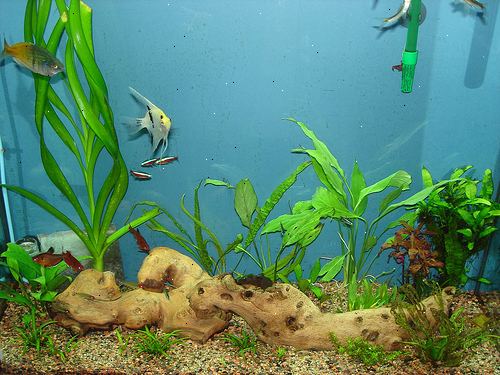 Hvordan man kan sænke din nitrat / nitrit niveauer i dit akvarium. Sænke mængden af du giver dine fisk.