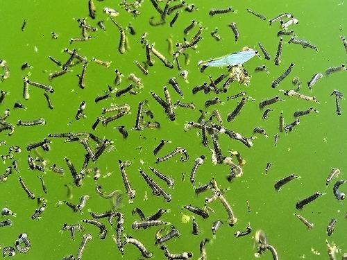 Hvordan man kan hæve myggelarver for fiskefoder. Find en spand eller plastik tønde.