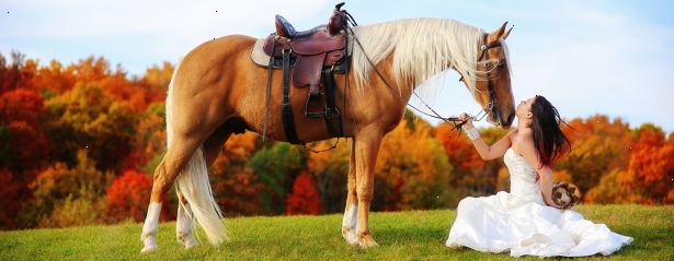 Sådan obligation med din hest ved hjælp af naturlige horsemanship. Lær så meget som du kan om, hvordan heste kommunikerer, quiz dig selv, og læse om naturlig horsemanship.