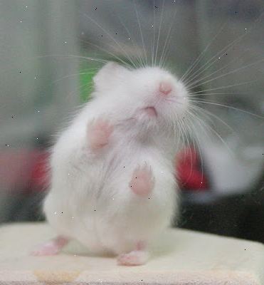 Hvordan at overbevise dine forældre til at få dig en hamster. Forskning hamstere og deres vaner.