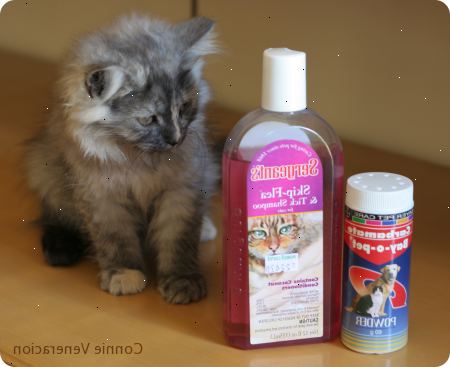 Sådan shampoo en killing for lopper. Sørg for, at defleaing shampoo har du ikke alene er meget mild, men er designet til killinger.