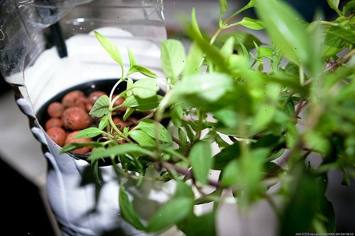 Sådan fodrer planter i et hydroponics system ved hjælp af MaxSea. Få en ph tester og et TDS (total opløst tørstof) eller EC (elektrisk ledningsevne) måler, hvis du er seriøs omkring voksende en hydroponiske haven.