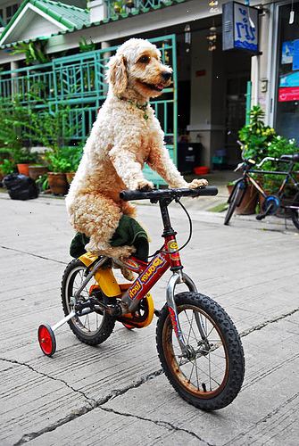 Hvordan at cykle med din hund. Brug en ordentlig cykel-snor vedhæftet fil eller bare en almindelig snor med løkke i enden.