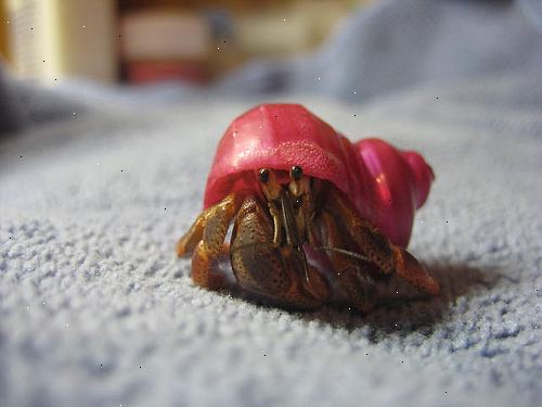 Hvordan til at lege med din eremitkrebs. Lav en legeplads for dine krabber, så de kan spille.
