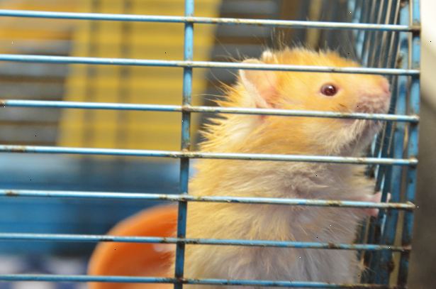 Sådan laver du din hamster stole på dig. Giv din nye hamster masser af tid til at tilpasse sig sit nye hjem.