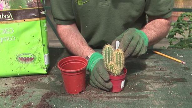 Hvordan til at vokse en kaktus. Sørg for, at pod er klar til høst.