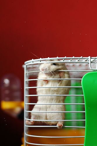 Hvordan laver dværg hamstere stoppe bide buret. Tag dine dværg hamstere ud at lege oftere.