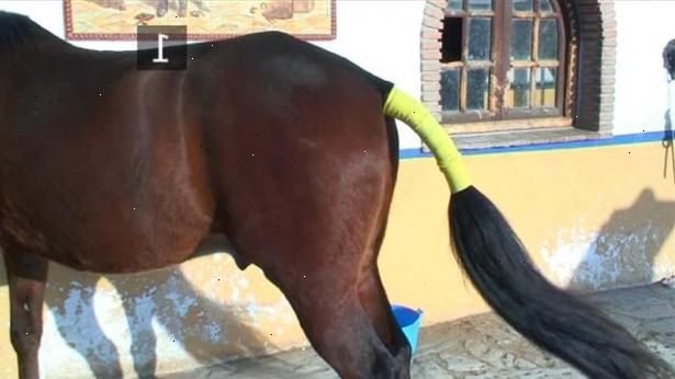Hvordan man kan anvende en hest hale bandage. Holde fastgørelse bånd flad, sikre dem ved at vikle dem rundt i bandage et par gange.