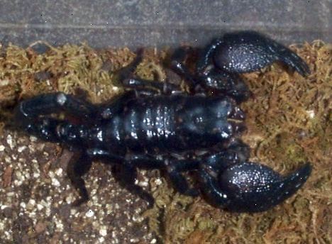 Hvordan til at passe kejser skorpioner. Håndter din skorpion med stor omhu, hvis overhovedet.
