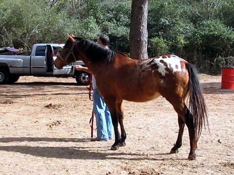 Hvordan at vinde tillid i en nyligt misbrugt hest. Lær om hvordan, hvor og af hvem hesten blev misbrugt.