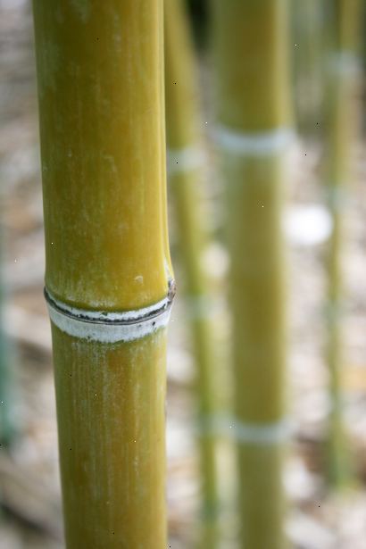 Hvordan at kontrollere spredningen af bambus. Hvis du ikke forsøger at styre et eksisterende anlæg, er det bedste sted at starte er at vælge en art, der er kompatibel med dit havearbejde stil.