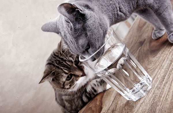 Sådan at opmuntre din kat til at drikke mere vand. Brug rustfrit stål eller glas skåle.
