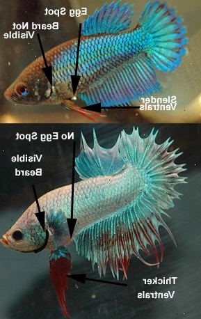 Hvordan til at bestemme kønnet på en betta fisk. Sammenlign fisk fra den samme genetiske linje.