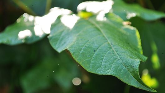 Hvordan at slippe af Poison Ivy planter. Bemærk at Poison Ivy er en indfødt plante af stor naturværdi.