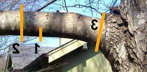 Hvordan til at skære en legemsdel fra et træ. Denne nedskæring bør foretages ved &#39;A&#39; på billedet ovenfor.
