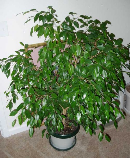 Hvordan man dyrker en Ficus benjamina. Ficus benjamina nyder indirekte lys, så skal du ikke placere den i et vindue, hvor det bliver mere end en time eller to af sol hver dag.